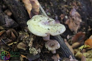 lactarius blennius (1000 x 667).jpg_product_product_product_product